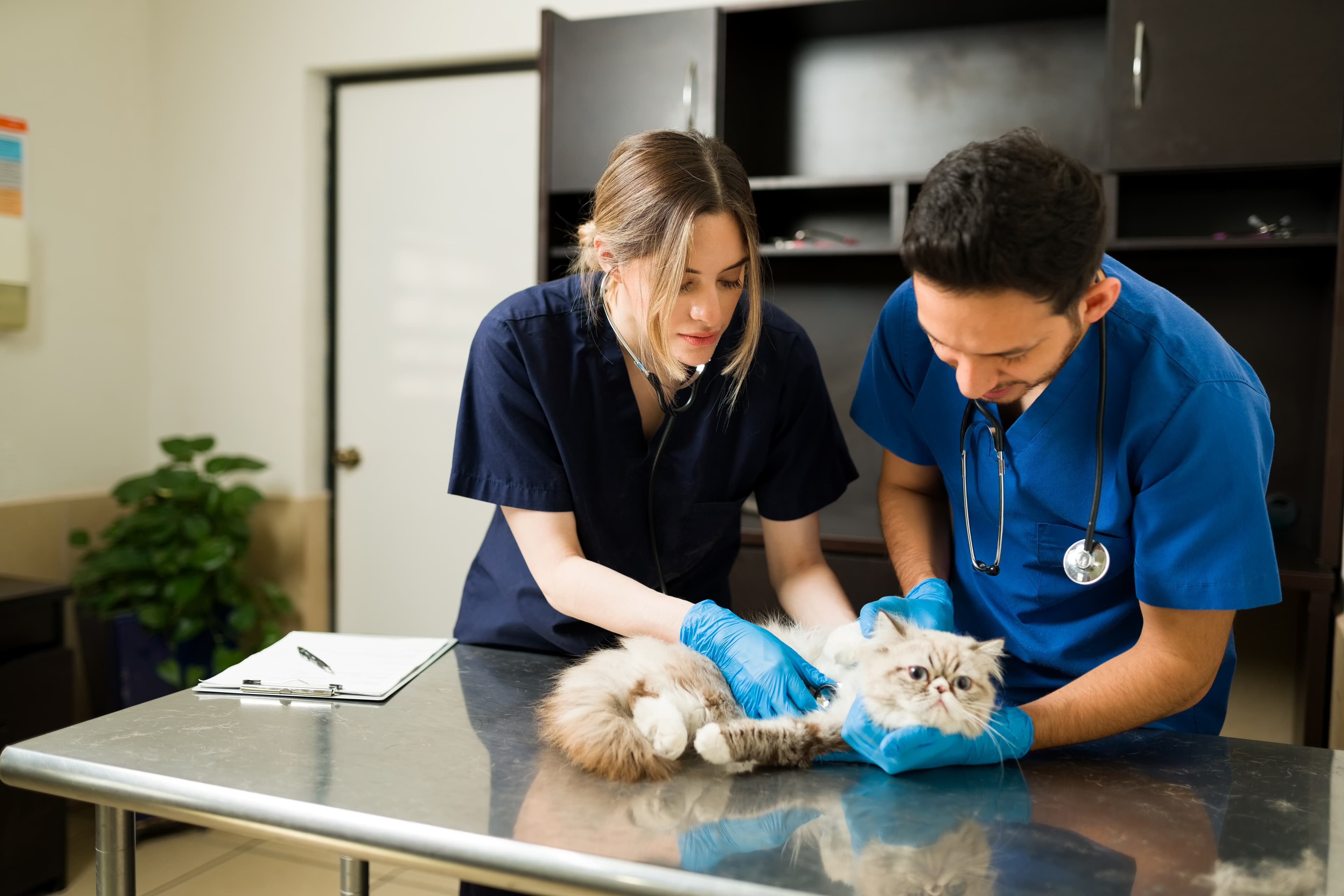 Veterinary Medicine Importation