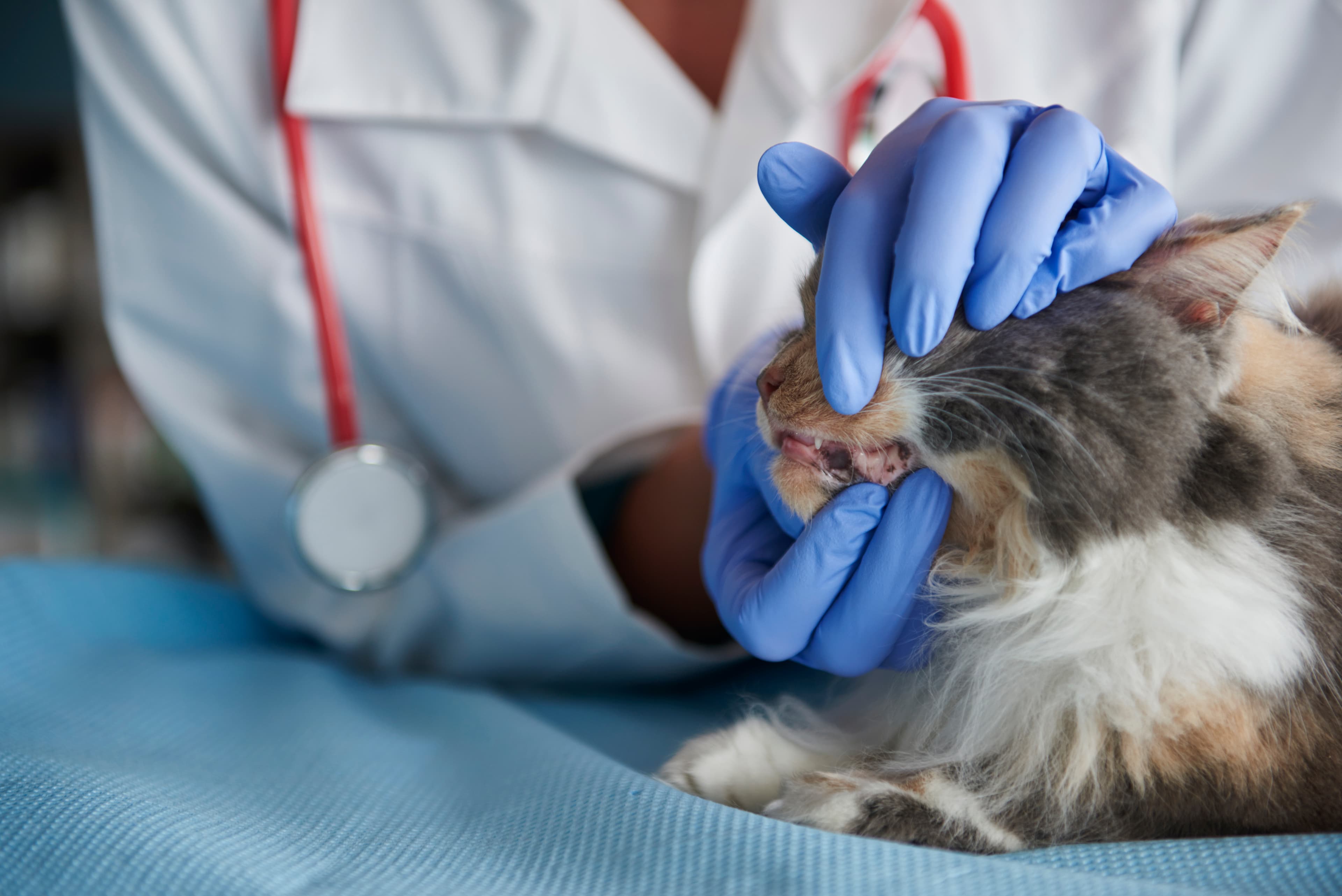 Veterinary Polyclinic